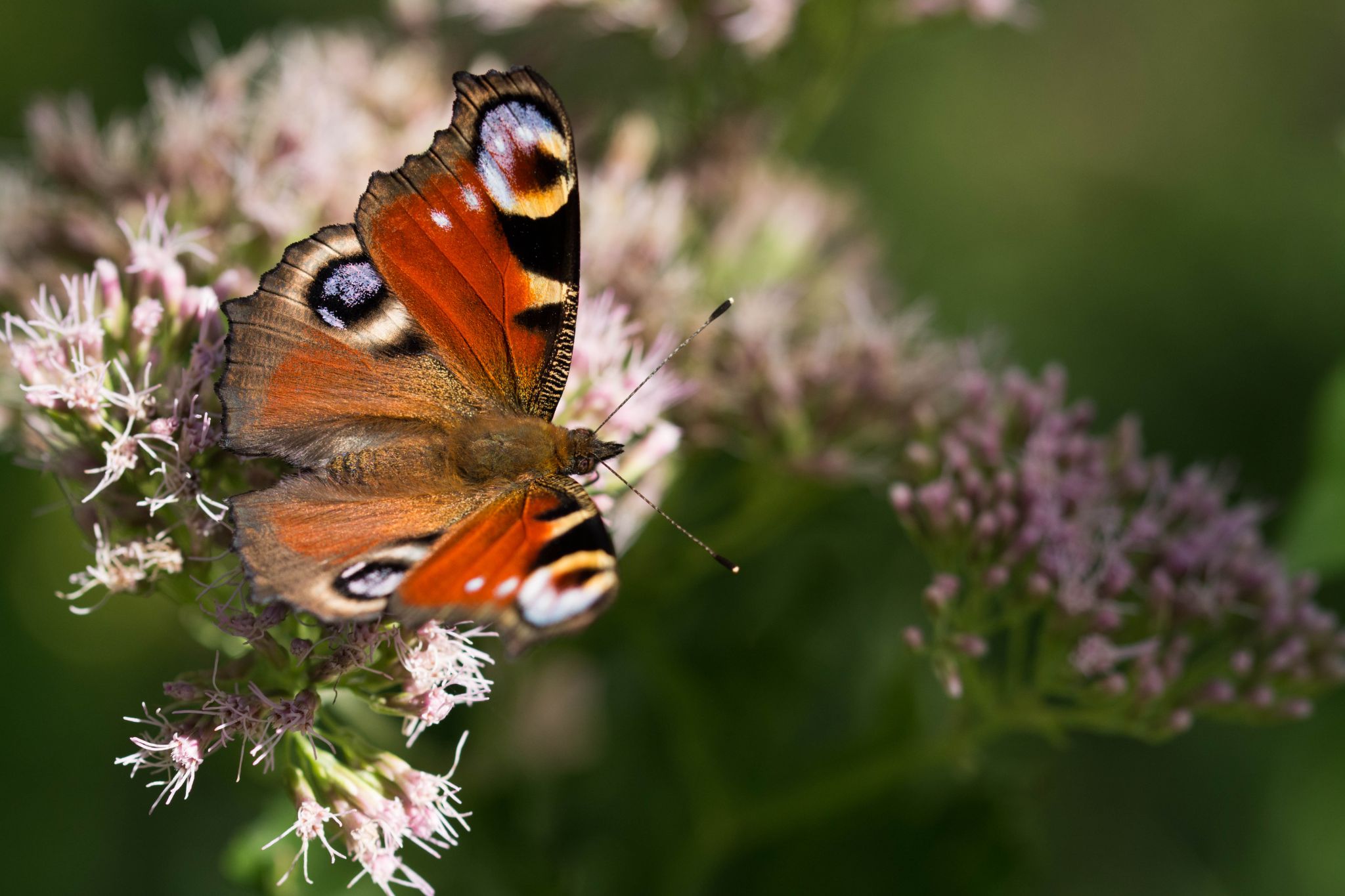 Tagpfauenauge (Aglais io